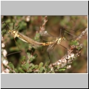 Nephrotoma sp - Schnake w05a.jpg